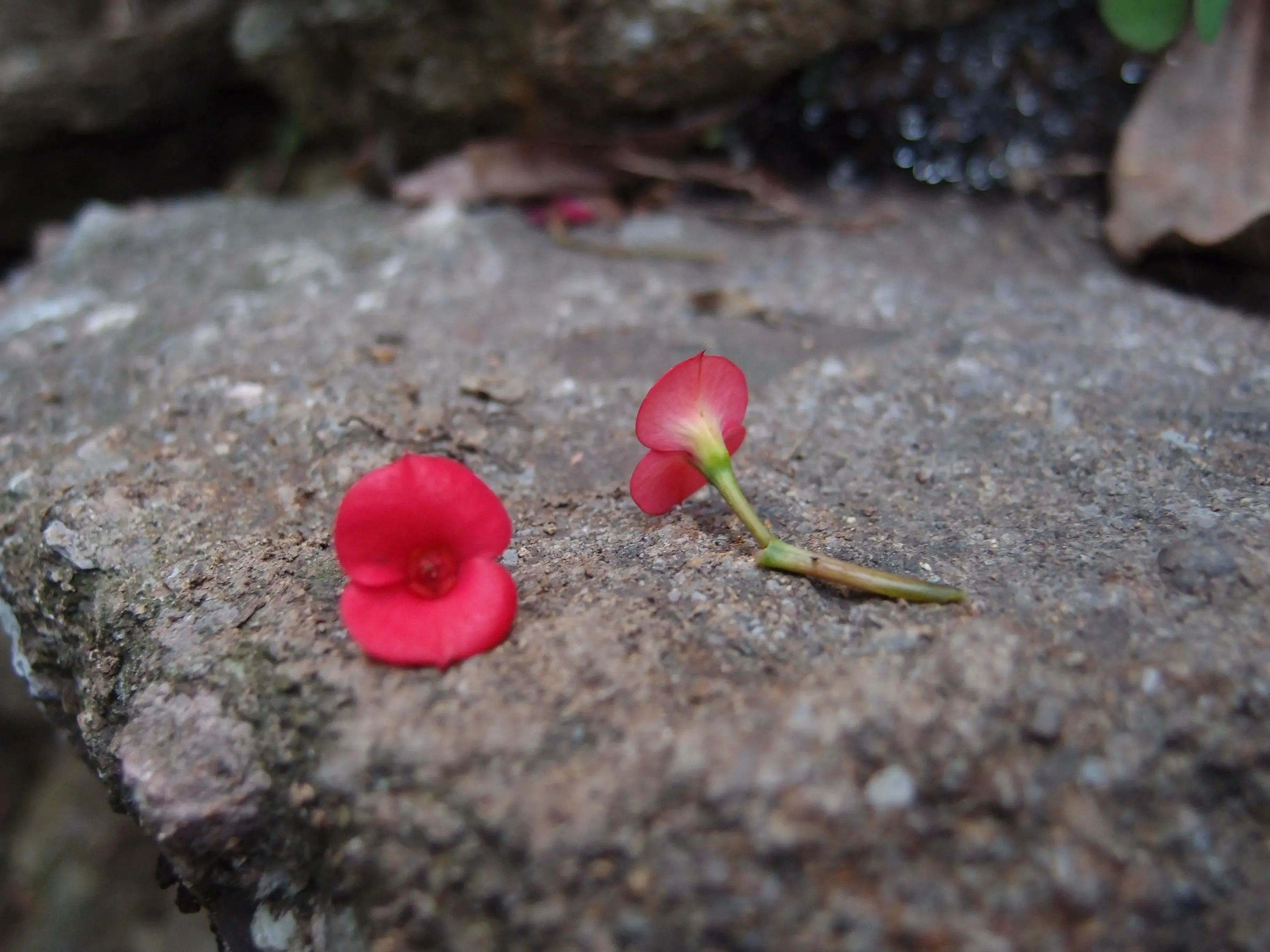 Poppy Earrings | Sterling Silver Earrings with tiny flowers | Full-Moon inspired