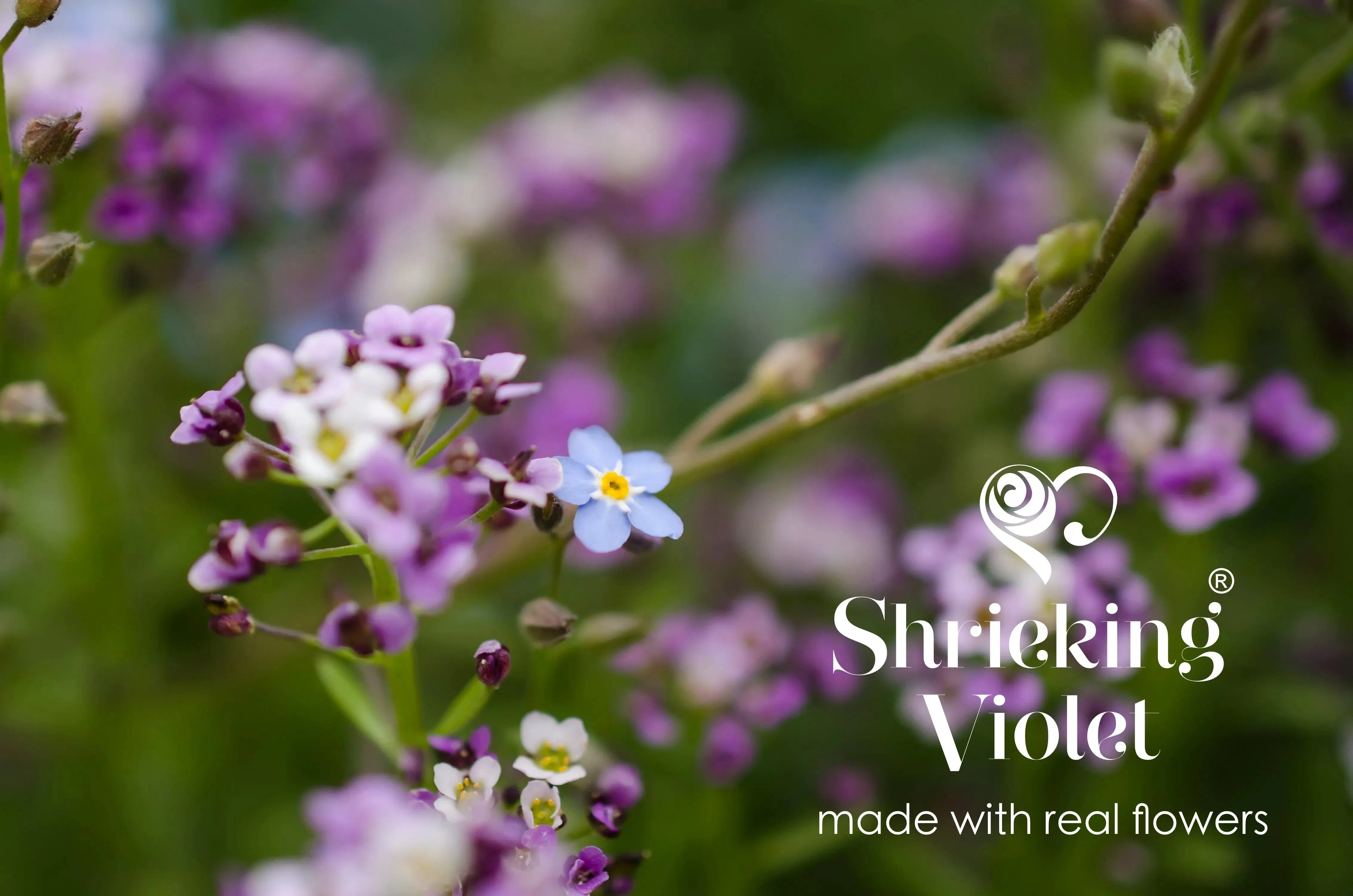 Real flower necklace by  Shrieking Violet® Sterling silver oval pendant with real flowers & silver oval surround. Stylish gift for nature lovers.